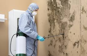 Mold Odor Removal Services in Sterling City, TX